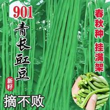 特长901豇豆种子需搭架豆角种籽高产老品种豆角种孑豆荚蔬菜种子