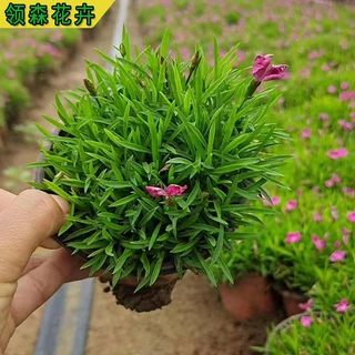 花海草坪绿化欧石竹  景观绿化花期长 宿根花卉苗木
