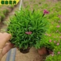 花期绿化景观花海石竹