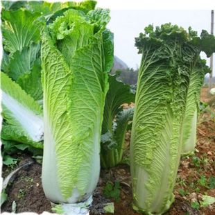 �x����̖��ײ˷N�Ӹߘ����LͲ����ڰ׷N�Ӳˈ@�߲˷N�Ӵ��ﲥ�N