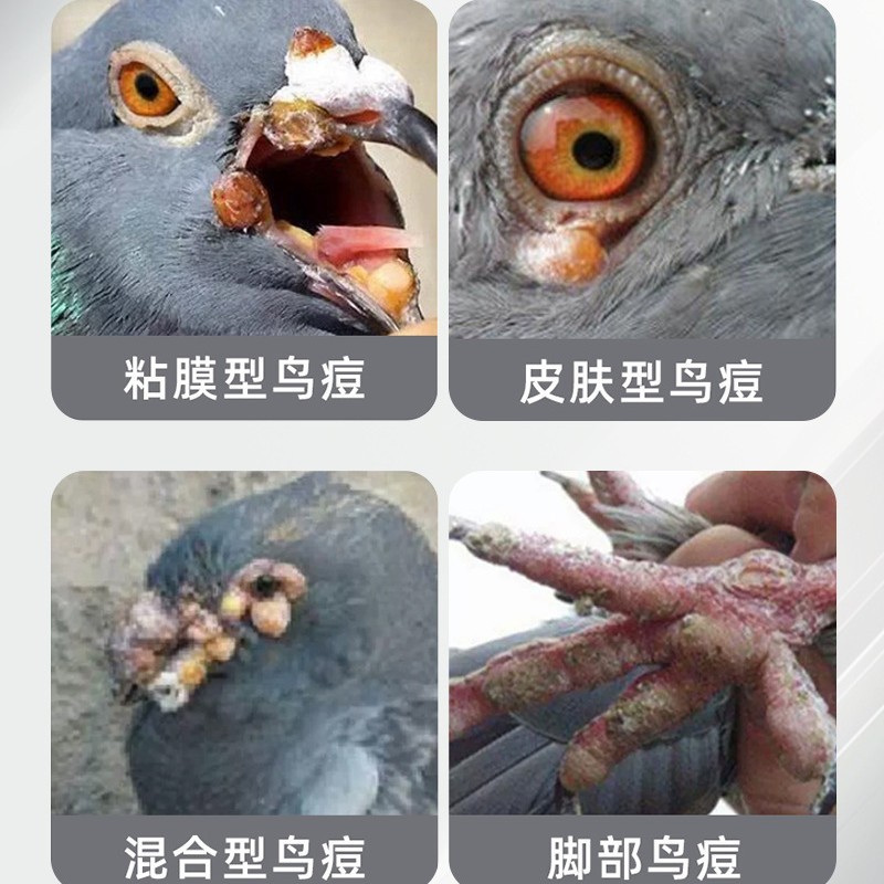 鸟痘鸟痘清专用鹦鹉清火鸽豆药鸟痘擦剂鸽痘灵牡丹虎皮玄凤专用|undefined