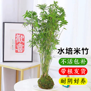 水培米竹室内花卉盆栽南天竹盆景富贵竹凤尾竹子苗四季常青绿植物-阿里巴巴