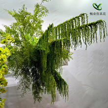 �Gɫ�����~�ӾGֲ����ɭϵ�������˜I��횲ݻ�c�Y���bٲ����l