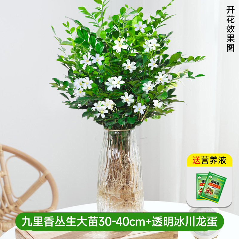 [Упаковка с горшком] Крупные саженцы Jiulixiang 30-40 см + прозрачные яйца ледникового дракона