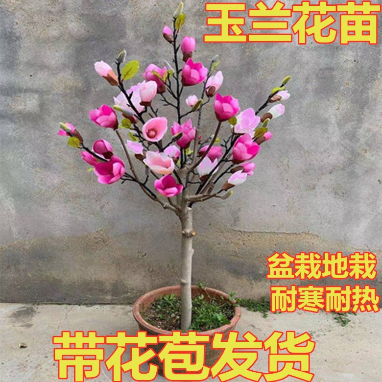 玉兰苗盆栽嫁接紫玉兰花树苗玉兰南北方种耐寒花卉植物绿植盆景