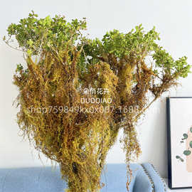 黄金苔藓枝老树藤苔藓枯藤森系造景装饰天然树枝干枝室内造景装饰