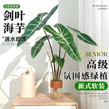水培植物银脉剑叶海芋大仙女盆栽水养办公室内好养客厅高级感绿植
