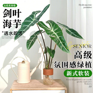 Hydroponic Plant Silver Vein Sword Leaf Calla Lily Fairy Potted Plant Water Culture Easy to Maintain in the Office High-End Green Plant for Living Room