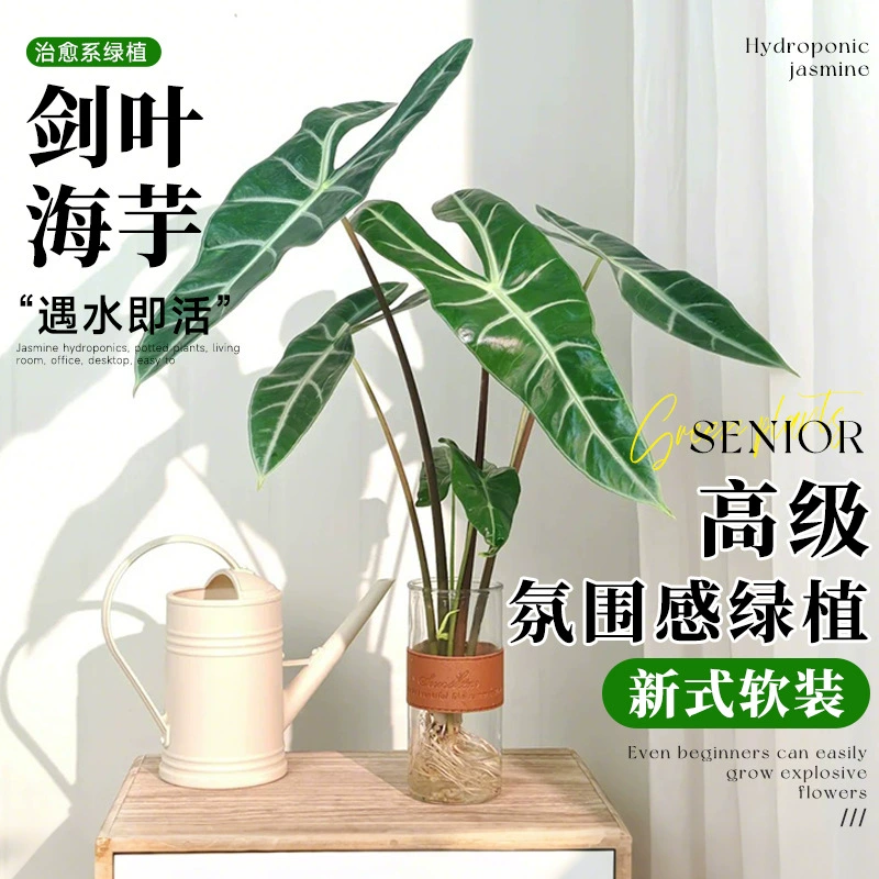 Гидропонное растение с серебряной прожилкой, лезвие, лист, калла, лилия, фея, водная культура в горшке, легко поддерживать в офисе, высококачественное зеленое растение для гостиной