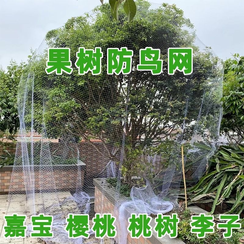 果树防鸟用网果园防鸟罩尼龙防鸟网透明葡萄园泥鳅塘用网桃树樱桃