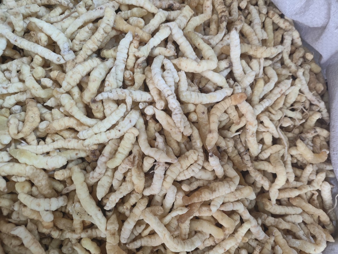 Cao Shi Can (Stachys affinis) — Dried Chinese Artichoke Tubers, Food Herb from Yunnan key features