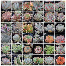 ��Ʒ�����ײ� ������{ֲ�� �������l؛ ����� ���A�x������