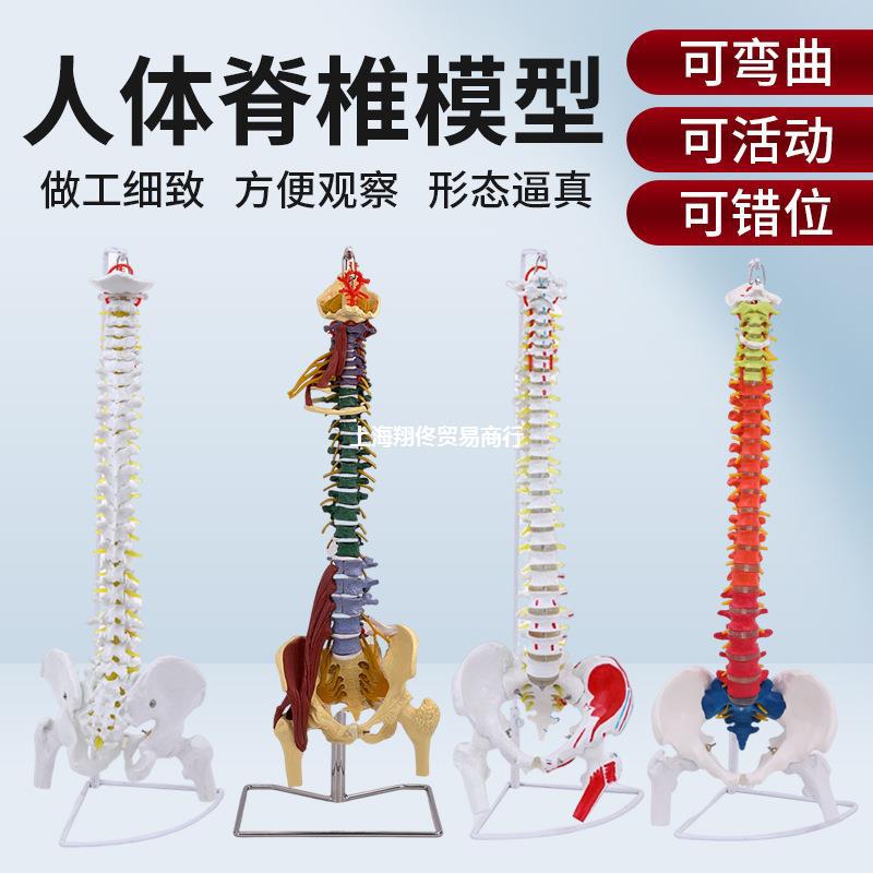 人体脊柱模型:成人正骨练习脊椎模型颈椎腰椎人体骨骼模型骨架