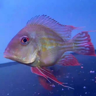 ���p�ɷ�ֳ���M��Ԫ���P���~�����~�t���~��~ӡ�Ợ�~��