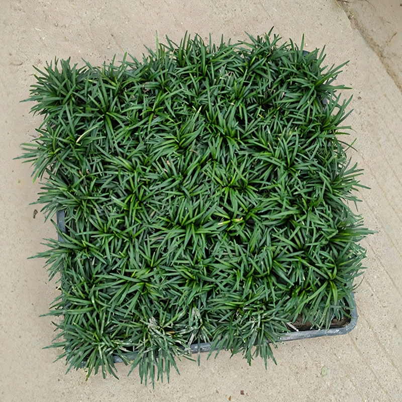 Не требующий особого ухода вечнозеленый газон с низкорослым офиопогоном японским и эпимедиумом для внутреннего двора сада, подходящий для сочетания с зелеными почвенными растениями.