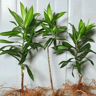 ���İٺ������ֲ��W�t�Gֲˮ��������҃�����͏dԢ�����ú�