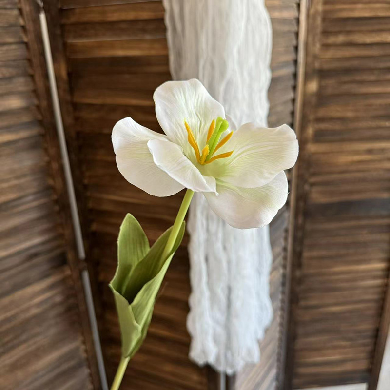 단일 튤립 - 흰색과 녹색