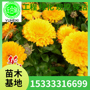 Calendula Seedlings, Air Purifying Ground Cover Plants, Balcony Potted Ground Planting Green Planting Gardening Florals