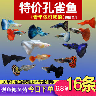 ��ȸ�~���N�^�p�~С�͵�ˮ���B�Ꭷ�~���w�������R���~С�~�~��