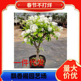 一件代发流苏树苗梦幻四月雪嫁接桂花油根子耐寒耐热庭院绿化