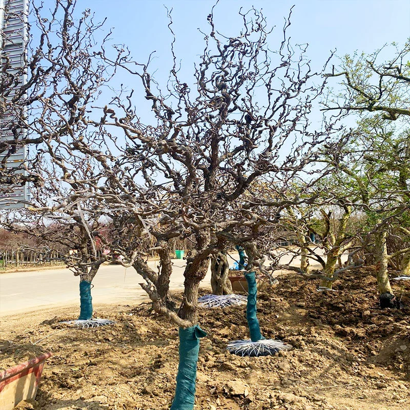 База оптом озеленение двор вилла саженцы фруктовых деревьев Дракон должен мармелад саженцы деревьев Дракон коготь мармелад дерево большое дерево