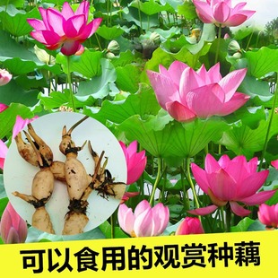 �^�p�ɻ�����ˮ�Bɏź��Nź������˯ɏˮ��ֲ���ļ��_���ܺ��B��