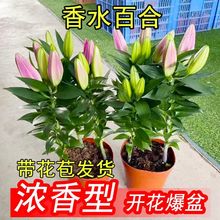 百合花盆栽带花苞室内外客厅花卉植物香水百合鲜花阳台浓香型庭院