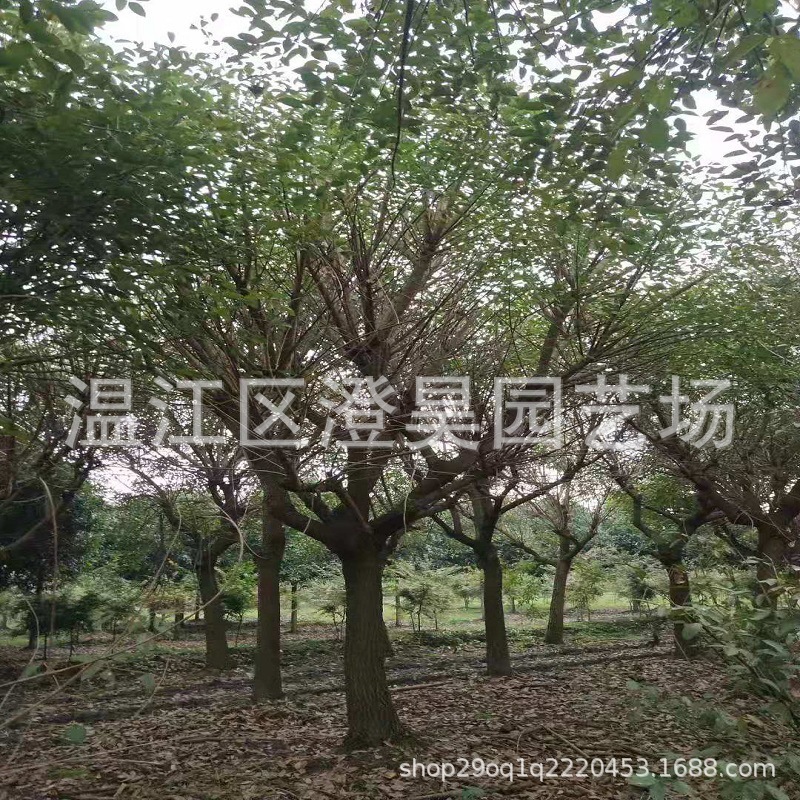 成都批发各种规格鸡冠刺桐长期提供各种品种乔木灌木地被电话咨询