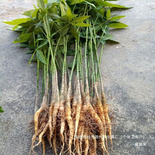 Original Braided Plant with Money Tree Potted Plant, Money Tree Green Plant for Air Purification, Rooting Seedling Package for Indoor Use, Affordable