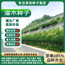 护坡固土植物灌木草籽紫穗槐种子刺槐树绿化斜山边坡高速公路草籽