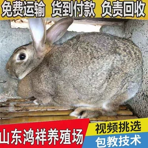 [活物比利时兔大量批发活体比利时兔子价格从优活物肉兔利润高]