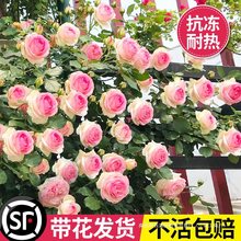 藤本月季花苗特大花浓香庭院植物室内花卉盆栽玫瑰爬藤蔷薇四季开