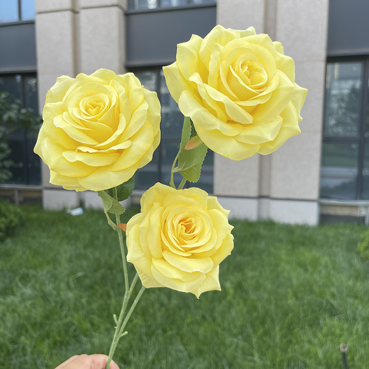 3头佳人玫瑰-sxgjkx-黄色.JPG
