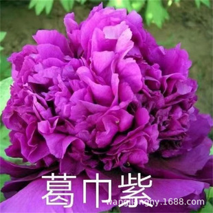 ���ĵ�����N�����ĵ������ɫ�Rȫ�׷N�ļ��̨�҃�ͥԺ�Nֲ