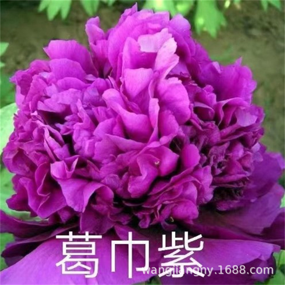 多款牡丹花种子洛阳牡丹花花色齐全易种四季阳台室内庭院种植