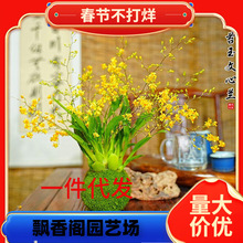 一件代发带花苞 黄梦香文心兰 苔藓球年宵花卉浓香型室内客厅花期