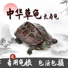 中华草龟活体小乌龟活体外塘长寿龟宠物龟金线龟活物龟墨龟草龟苗