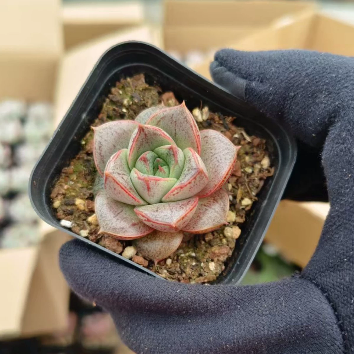 Мишка двуглавый мясистый двуглавый группа настоящих картинок 6,5 см горшки с мясистыми растениями