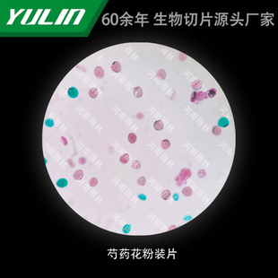 Paeonia lactiflora Pollen Loading Tablets University Medical College Histopathology Paraffin Slide Specimen Microscope