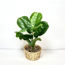 ������滨�~�f�����辰 ����Gֲ�[�� �Ҿ�ܛ�b��ֲ��߷���