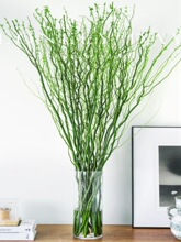 室内水培绿植龙柳鲜枝盆栽花卉观叶净化空气好养活客厅四季可养