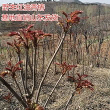 红油香椿苗 果树苗椿树苗 盆栽食用香椿树苗南方北方种植树苗香椿