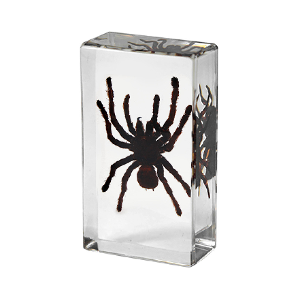 73*41MM 중간 장식품 새 잡기 거미