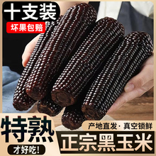 正宗东北黑玉米新鲜黑糯玉米甜粘玉米新鲜水果黄糯玉米10根大果