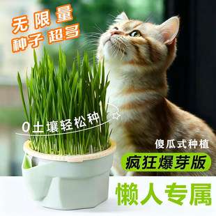 ����؈��ˮ���豭�зNֲ��ë��ë���ԷN���r���N؈����ʳ����