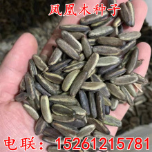 {麷NPľNӼt麷N {Fϻ {麃