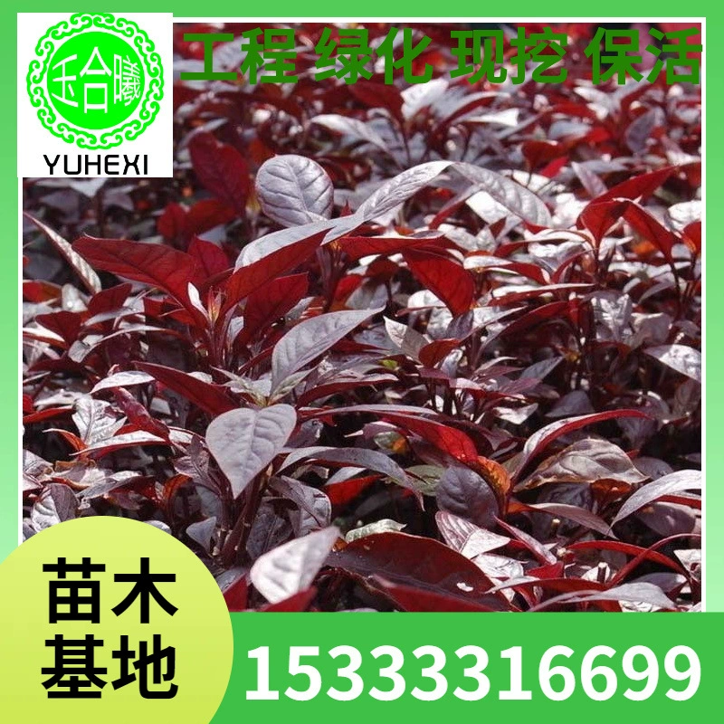 Поддон для рассады черешковой сливы с красными листьями, рассада черешковой сливы в чашке с красными листьями, рассада в питательной чашке, шарик черешковой сливы с красными листьями, рассада питомника Северо-Востока.