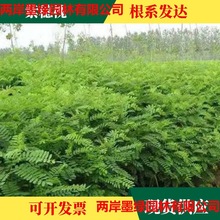 Sl뻱N ޗl oֲF··o¹ľֲ·߅