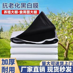 �ڰ�Ĥ����Ĥ�Ӻ��ϻ��������Ĥ�Bֳ���ϲ�����Ĥ���A������Ĥ