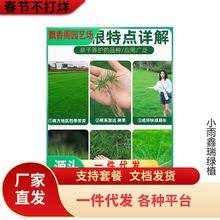 草坪草籽种子四季常青绿化庭院护坡草皮黑麦草子种籽马尼拉狗牙根